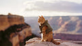 WEATHER PROOF STYLE & COMFORT FOR CATS AND DOGS